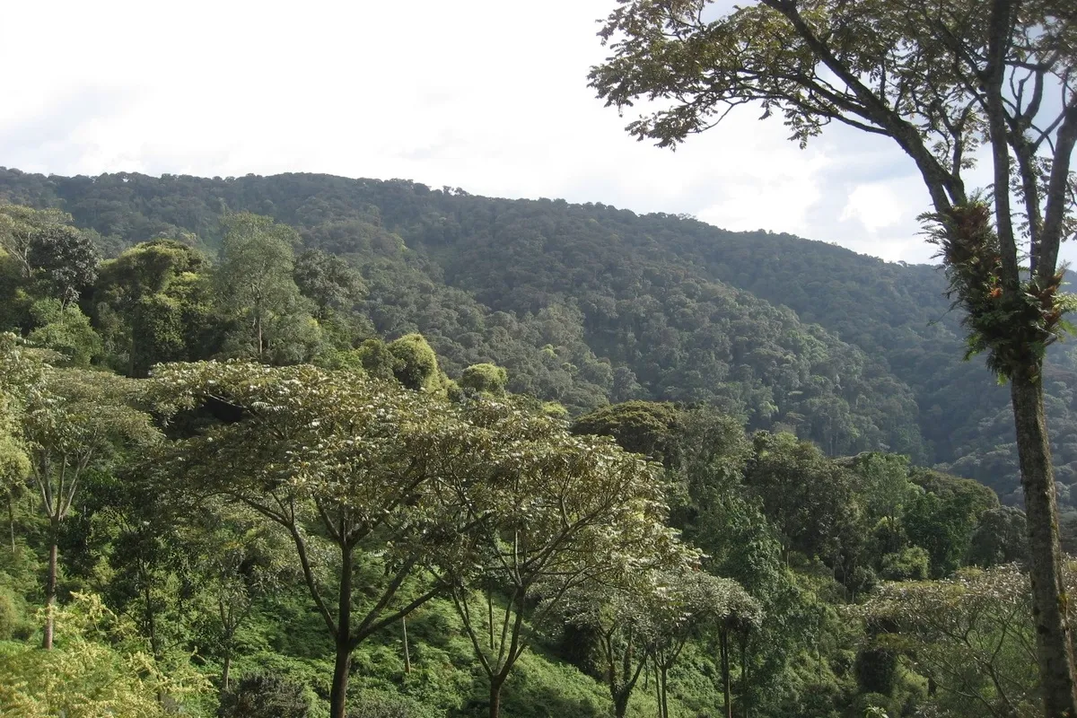 Nyungwe National Park Home to primates